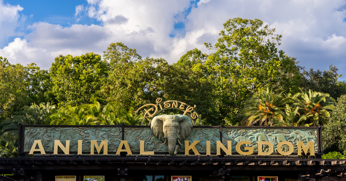 Feathered Friends in Flight! at Disney’s Animal Kingdom