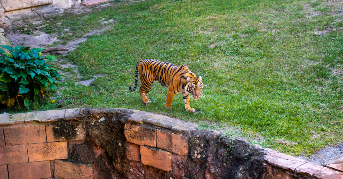 Maharajah Jungle Trek