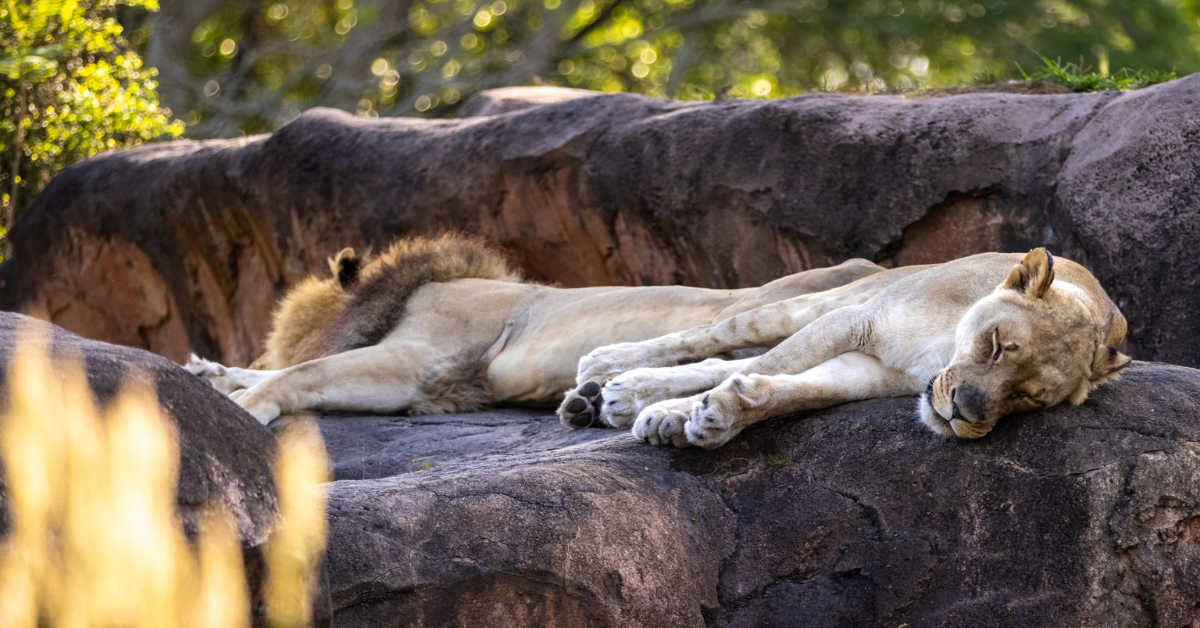 Kilimanjaro Safaris